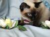 Suche Deckkater für 2009 Siam Typ Thai
