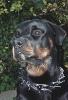 Schöner Rottweiler Rüde zum decken. Kein Verkauf