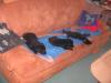 wir suchen liebes neues zuhause