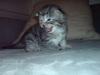 Knuffige Maine Coon Kobolde suchen ab Ende Januar 2009 ein neues Zuhause. 