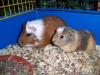 Schöne Meerschweinchen 