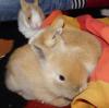 4 süße Hasenbabys suchen neue Kuschelplätze