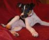 Suche Hundesitter vormittags