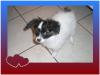 Süßer kleiner Papillon