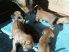 Rhodesian Ridgebackwelpen