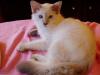 Balinesen Kitten,  14 Wochen,  Papiere,  Hund gewöhnt