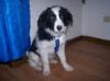 border colli 12 wochen