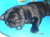 mops rüde zu verkaufen 1.oktober geboren