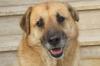 Schäferhündin/ Chau-Chau-Mix,  kastriert,  gechipt,  8 Jahre