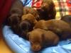 süsse labrador-pittbull-babys