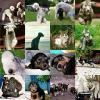 Bedlington -Terrier,  Welpen,  Fotos,  Rasseinfo    von den Schattentänzern 