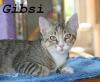 Ginger und Gibsi wollen so gerne ankommen!!!! 