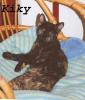 Kinderkatze - Kiky ist eine wunderschöne Schildpatt-Katze! 