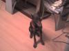 Braunes doberman weibchen 4.5 monate sucht ein neues Zuhause