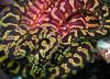 Teppichpythons schwarz-gelb