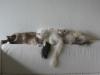 3 liebevolle Birmas suchen neuen Kuschelplatz