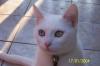 weiße BKH (hörend) mit zweifarbigen Augen sucht Deckkater