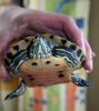 2 Wasserschildkröten zu verkaufen