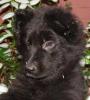 Altdeutsche Schäferhundwelpen,  schwarz-braun,  schwarz und grau