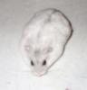 junge Hamster
