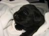 superschöne labradorWelpen mit guten Ahnentafel