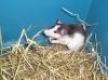 UNSERE SUPERZAHMEN RATTEN ERWARTEN NACHWUCHS          