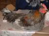handzamer sehr schöner jung Hahn 4 Monate alt,  Huhn männlich