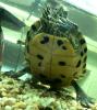 Gelbwangenschmuckschildkröte (M) abzugeben /  tauschen (W)