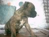 Deutsche Boxerwelpen abzugeben