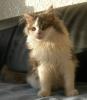 Maine Coon