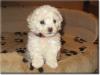 plüschige Bichon frise Welpen ~~ im Teddylook ~~