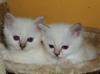 2 süsse Birmchen-Babies suchen zum 22.02.2008 liebevollen Dosenöffner