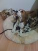 Byron sucht zuhause!