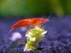 Red Cherry /  Fire Garnelen 
