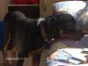 Rottweilerhündin,  9 Monate zu verkaufen