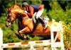 Suche Reitbeteiligung/ Pflegepferd