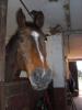 Rb Gesucht nach Richen/ Altheim 