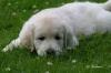 ich suche ende mai 09 einen süßen Golden Retriever Welpen ( hündin)