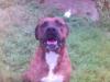 rottweilermix