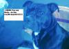 suche british bulldog/ in