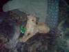 Parson Jack Russel /  Chihuahua 