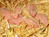 Afrikanische Weissbauchigel Babys