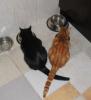 Katzen würden Mäuse kaufen oder Futter von REICO