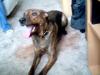 Stefford/ Dobermann - Mix