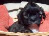 Lhasa Apso