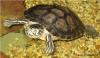 weibliche Gelbwangenschmuckschildkröte abzugeben