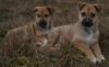 hübsche Siberian Ridgebacks ab sofort abzugeben