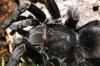   Pamphobeteus nigricolor, selten 