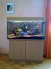 Aquarium mit Malawiseechichliden