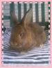 Satinkaninchen/ Zwergwidder